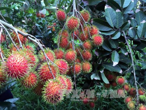 Phát hiện giống chôm chôm mới năng suất cao